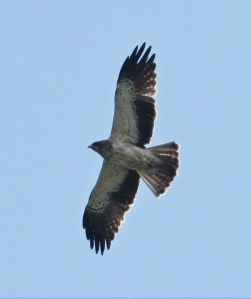 Booted Eagle- Pale Morph