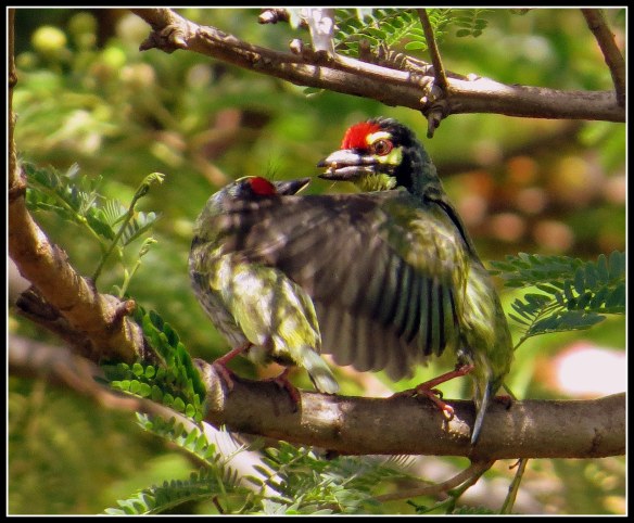 Coppersmith Barbet courtship display..here is the male displaying his affection towards the female by feeding her