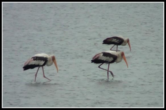 Painted Storks wading in shallow waters