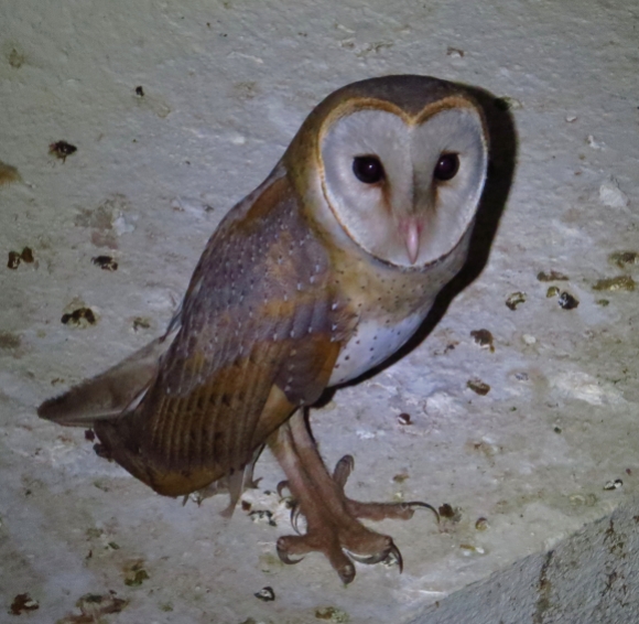A pretty Barn Owl :)